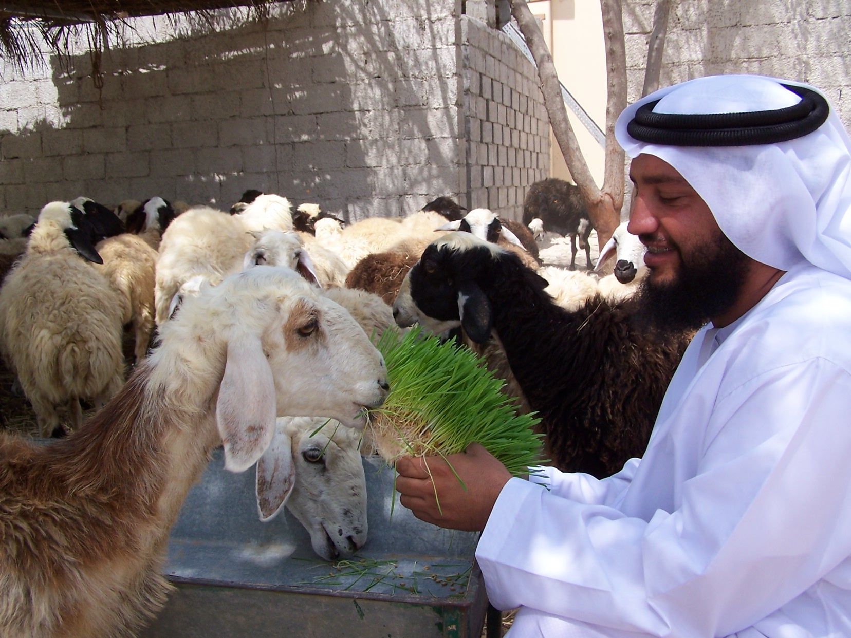 عثمان الفلاحي