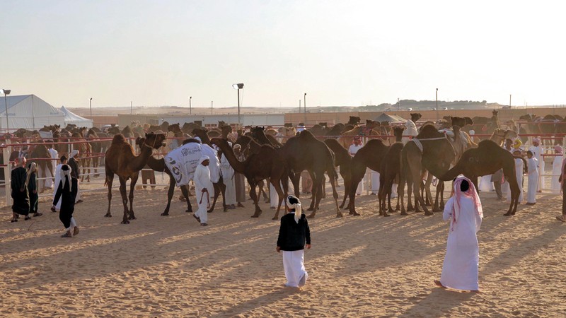  مهرجان الظفرة