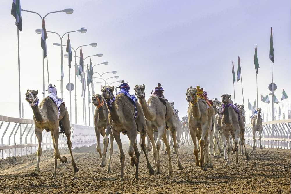 Camel Racing