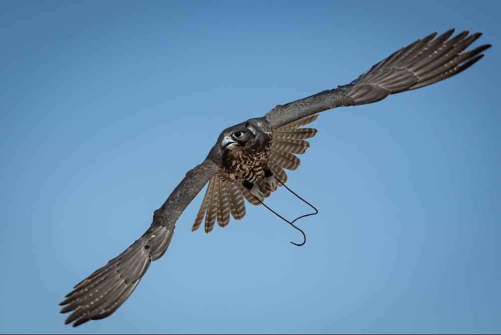 Ghayathi Falcon Championship 2024 