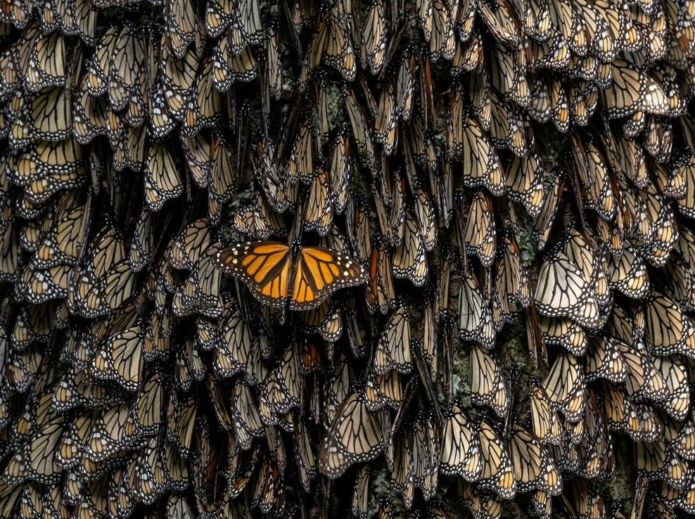 Xposure International Photography Festival