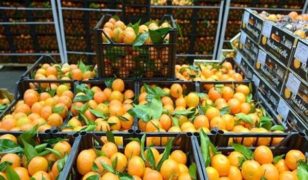 صادرات زراعية - أرشيفية