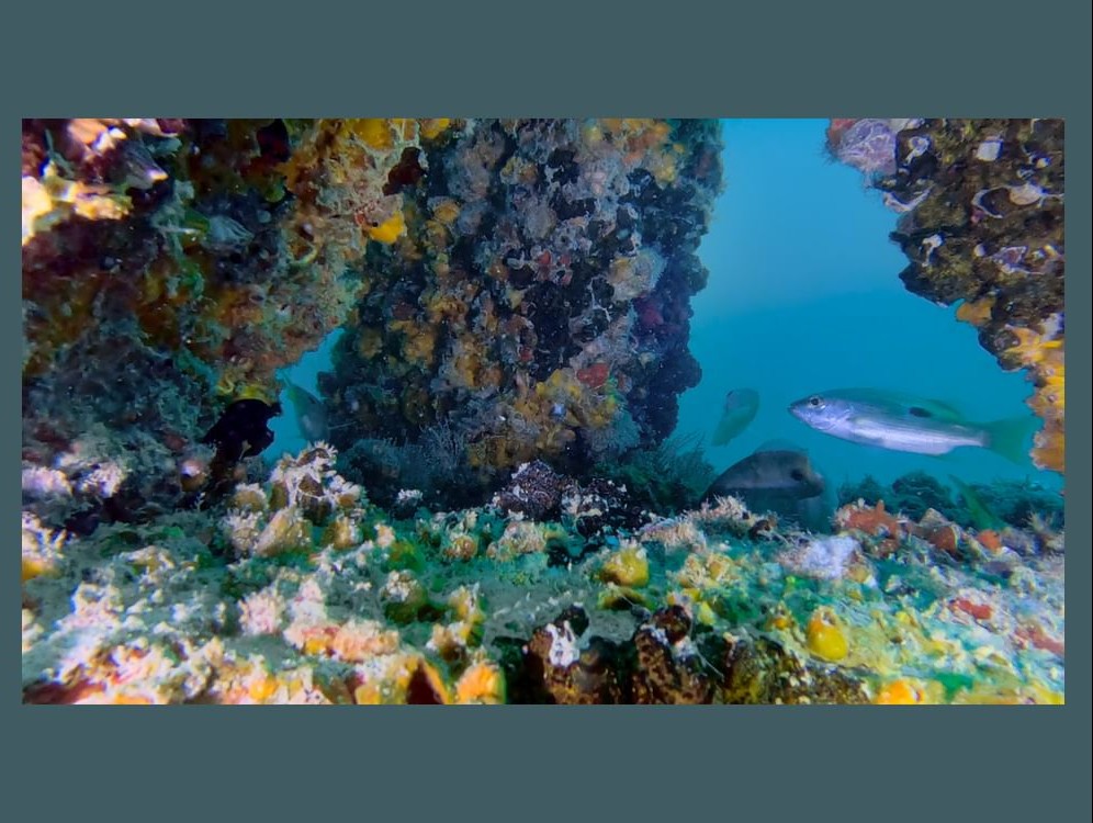 DUBAI REEF