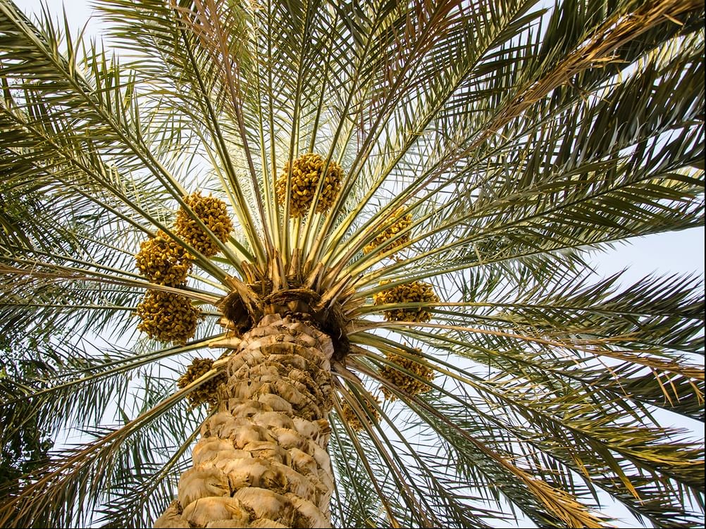 Arab Palm Day