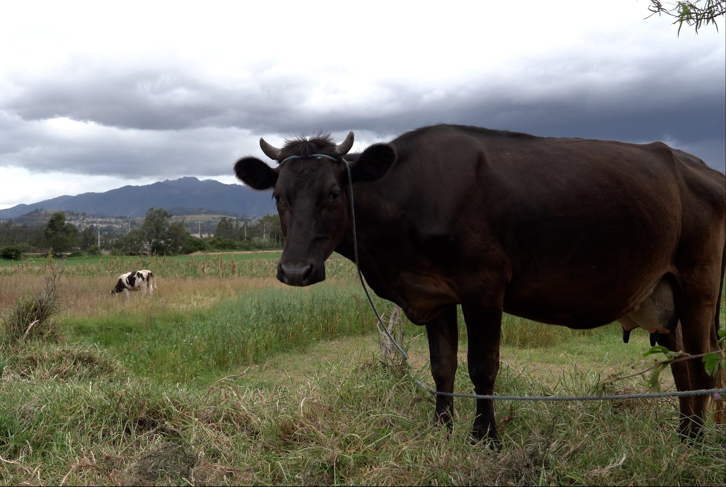 Meat Price Index