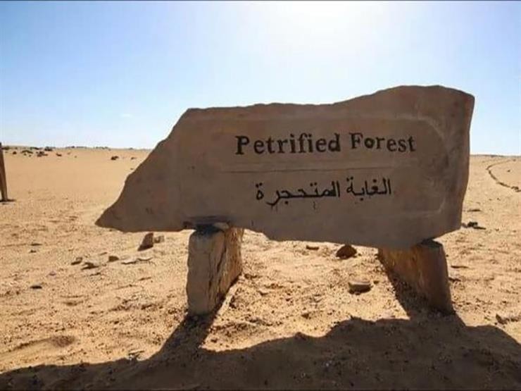 محمية الغابة المتحجرة 