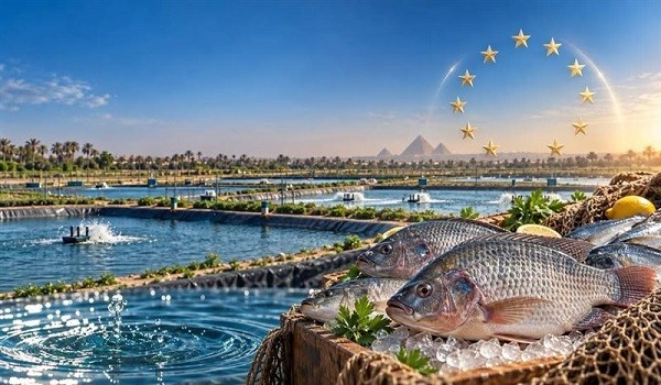 الاتحاد الأوروبي يدرج منتجات الاستزراع السمكي المصري في قوائمه