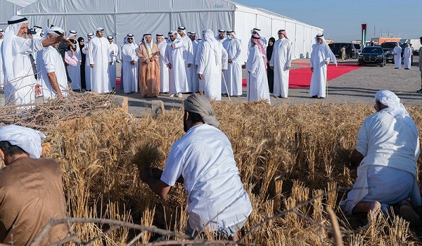 زيادة إنتاج القمح وتقليل استهلاك المياه