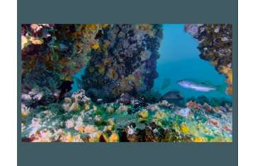 DUBAI REEF
