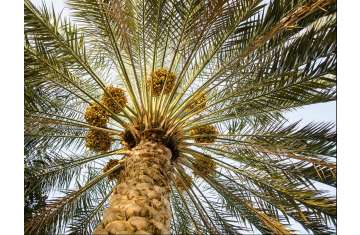Arab Palm Day