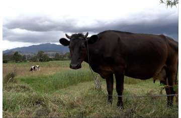 Meat Price Index