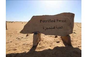 محمية الغابة المتحجرة 