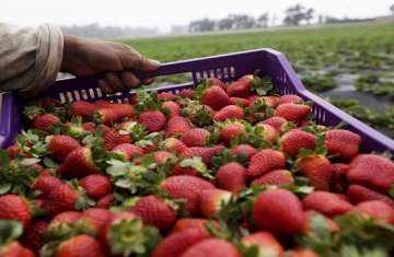 صادرات الفراولة المصرية