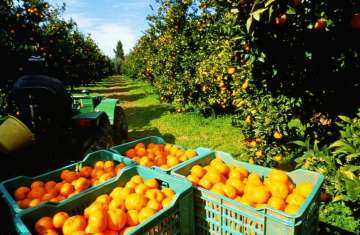 الموالح المصرية