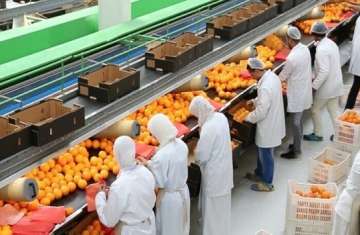 صادرات مصر الزراعية