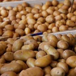  البطاطس المصرية