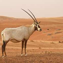 المها العربي