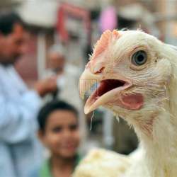 أنفلونزا الطيور