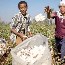 القطن