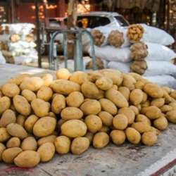 صادرات البطاطس المصرية