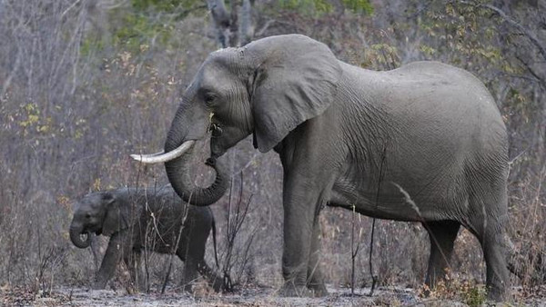 فيل وصغيره بمتنزه وطني في زيمبابوي