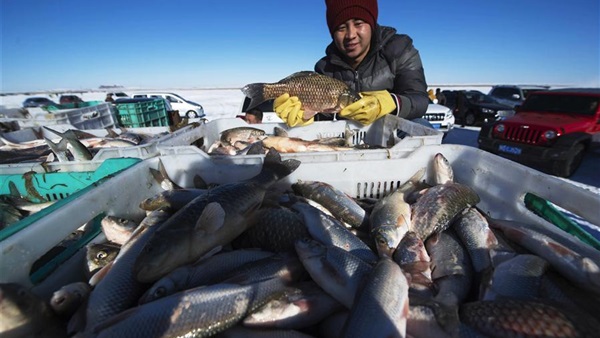 الصين الأولى عالميًا في صيد وتصنيع الأسماك