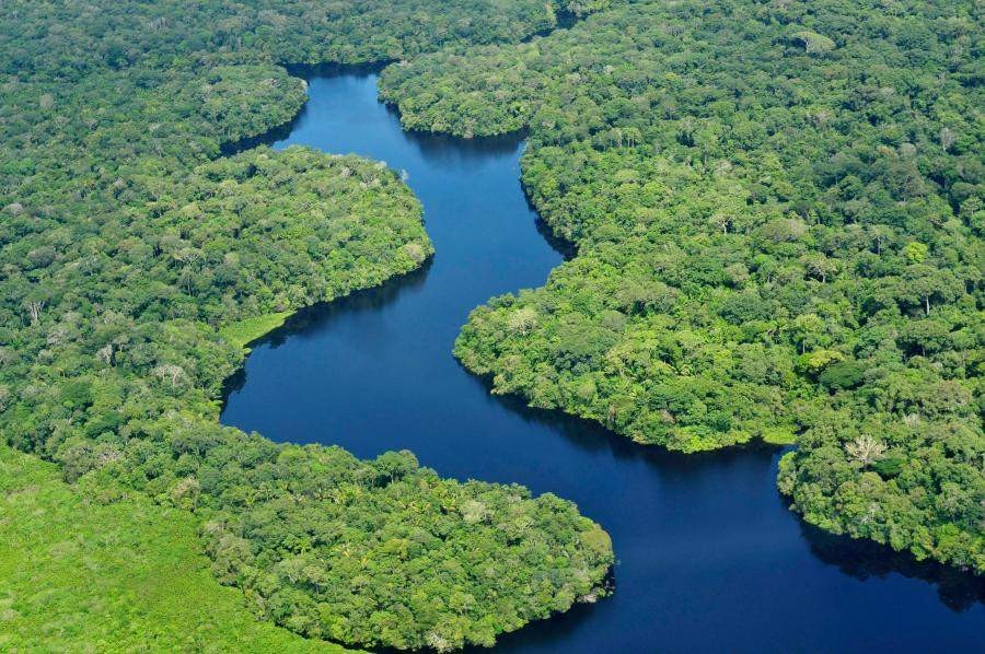 كم تبقى من الغابات المطيرة في العالم وما هي أسباب تدميرها