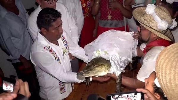 مكسيكي يتزوج تمساح
