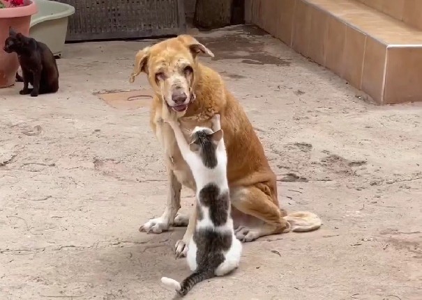 القطة والكلب