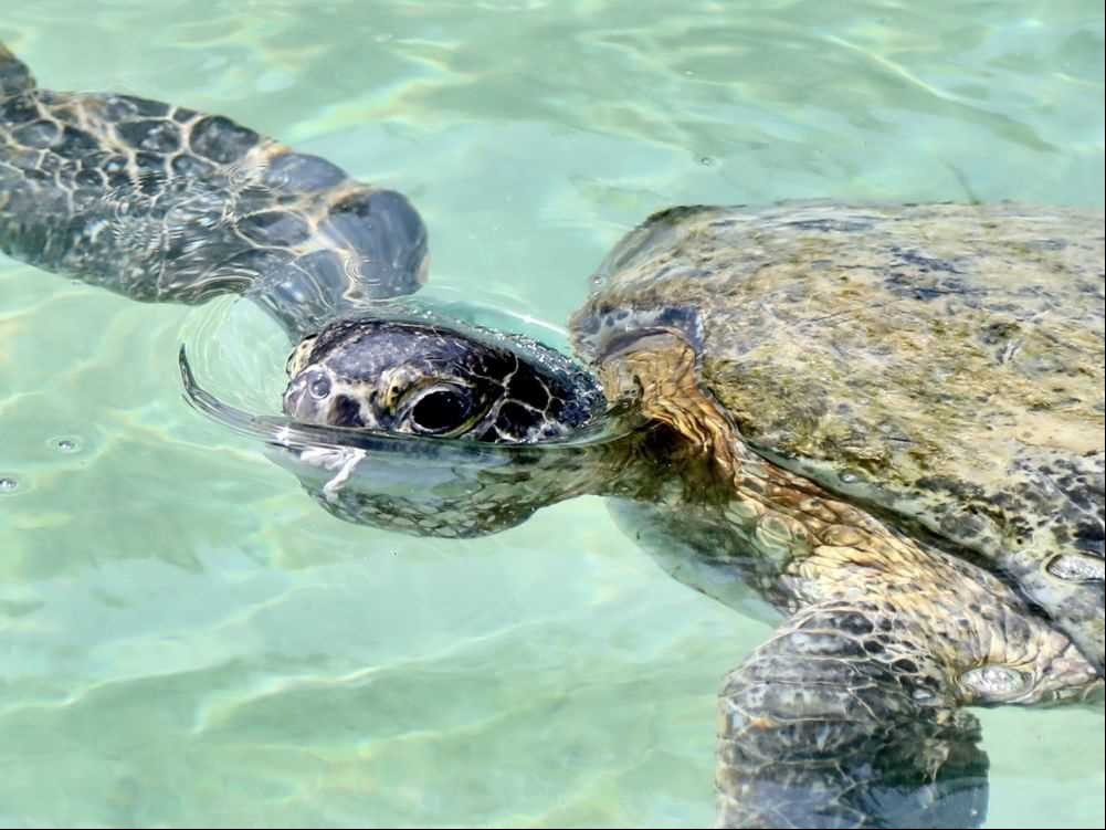 Sea Turtle Conservation Project Makes Ecological, Awareness Gains ...