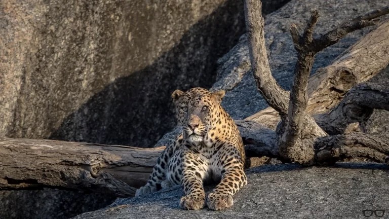 A leopard on a rock, Rajasthan