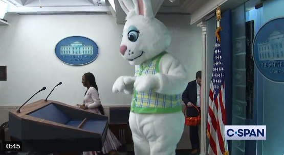 أرنب البيت الأبيض