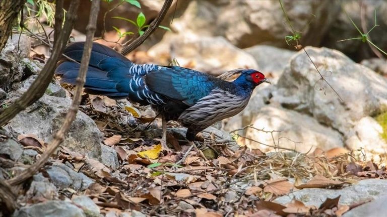 Pakistan’s rare wild 