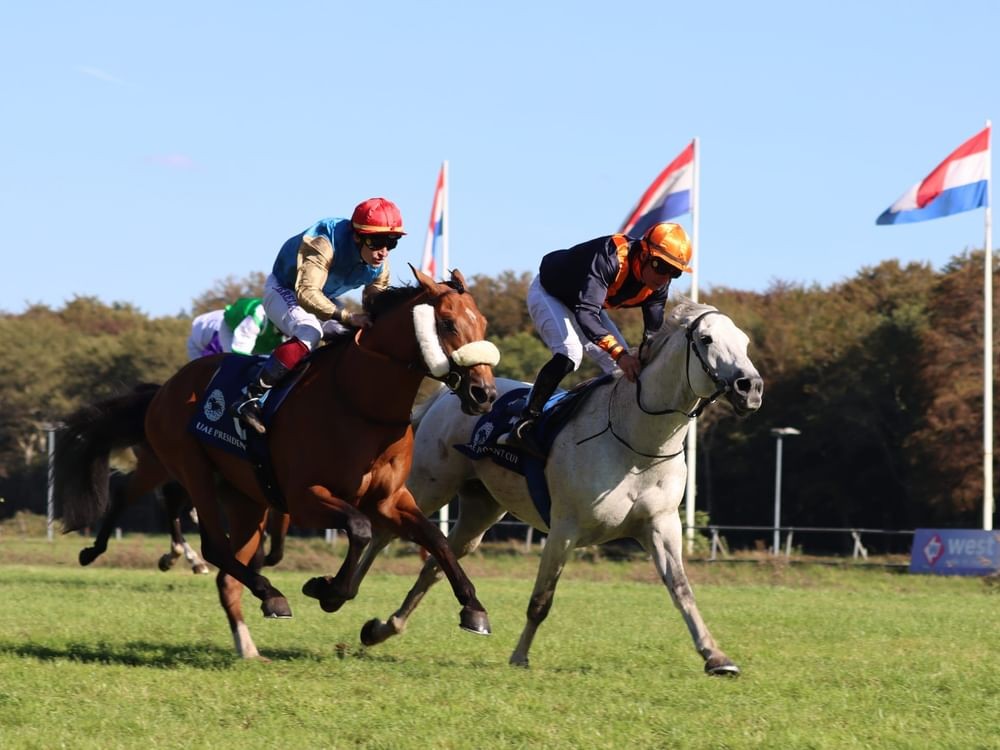 UAE President Cup for Arabian Purebred Series