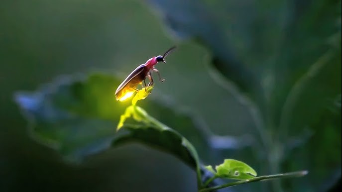 Fireflies