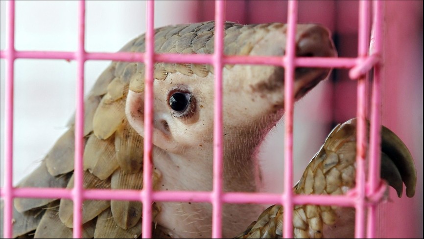 Indian pangolin