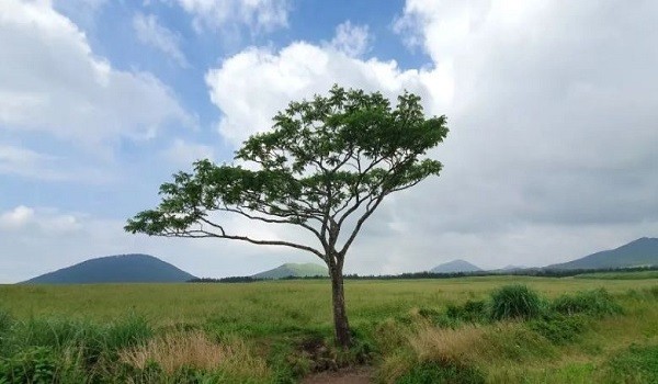 The Absence of a Tree