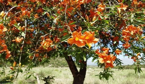 The ‘Saintly’ Tree of Thar Desert