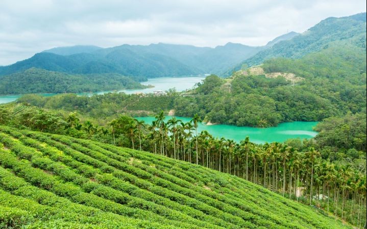 Tea field in Taiwan
