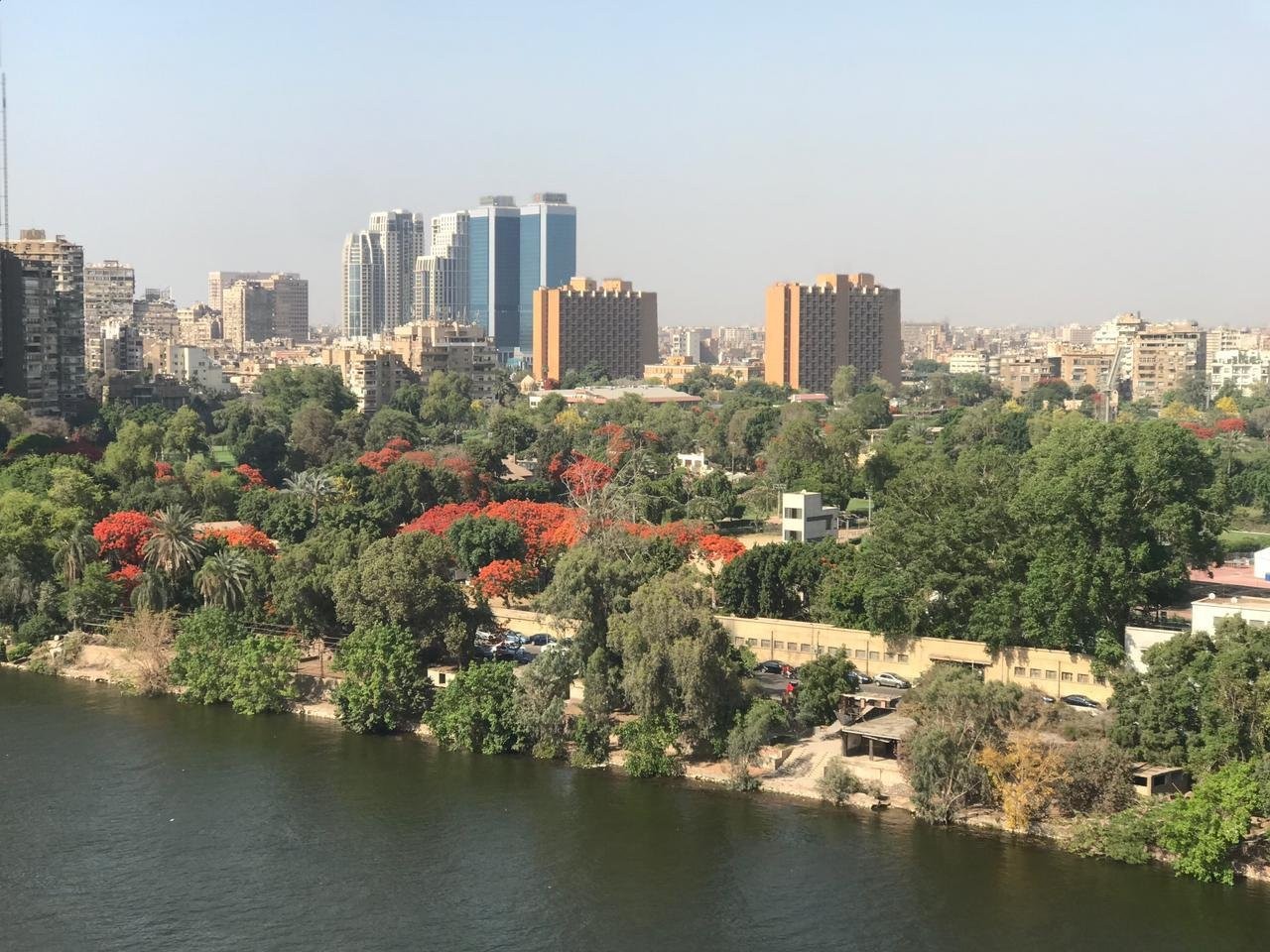 أشجار الإمارات