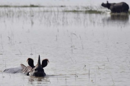 حيوانات محمية شهيرة تتعرض للموت من الفيضانات فى الهند
