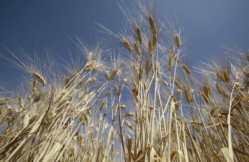 إنتاج الحبوب في الجزائر يرتفع إلى 3.5 مليون طن