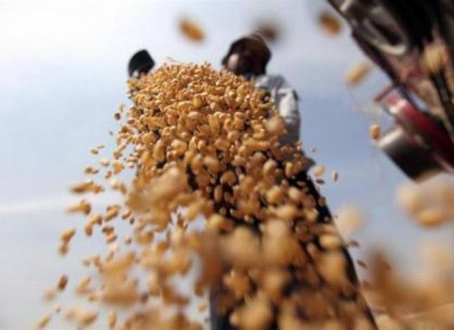 مصر تشتري 230 ألف طن من القمح الروسي في مناقصة