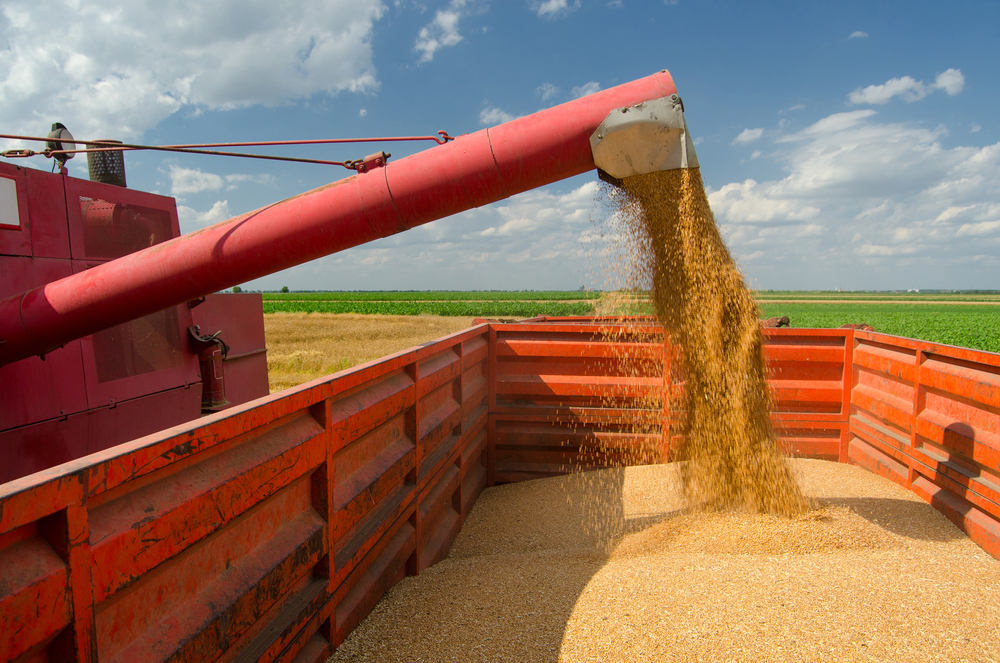 الأردن يطرح مناقصة لشراء 200 ألف طن من القمح وعلف الشعير