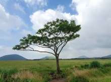The Absence of a Tree