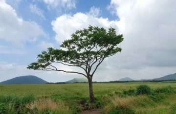 The Absence of a Tree