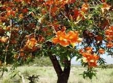 The ‘Saintly’ Tree of Thar Desert