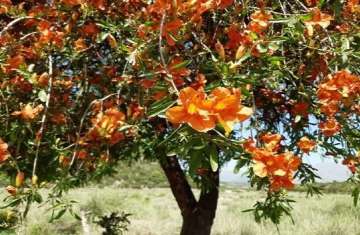 The ‘Saintly’ Tree of Thar Desert