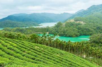 Tea field in Taiwan