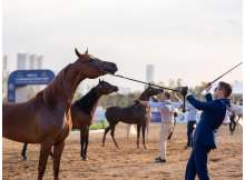  Emirates Arabian Horse Global Cup China 2025